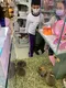 carousel chooser